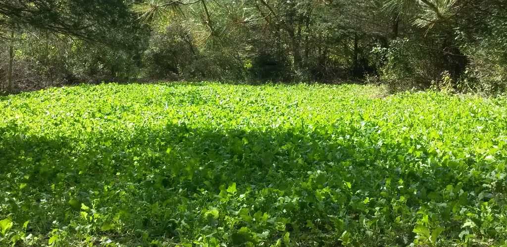 Wildlife Food Plot Installation