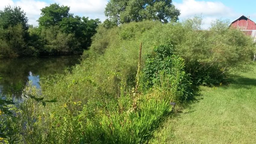 Watson Pond Restoration