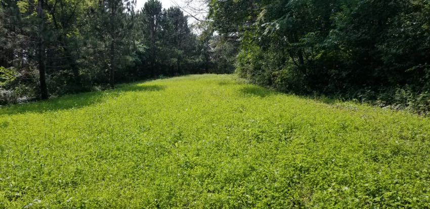 Food Clover Plot