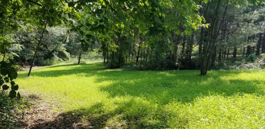 Finished Clover Food Plot