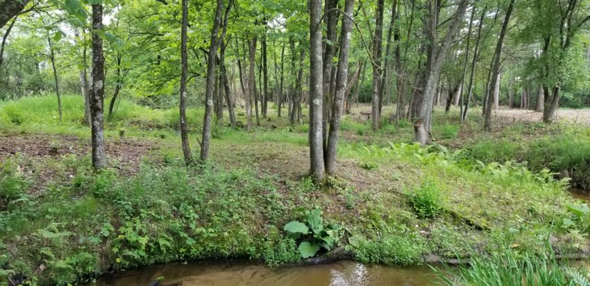 Watson Pond Finish Seeded Area