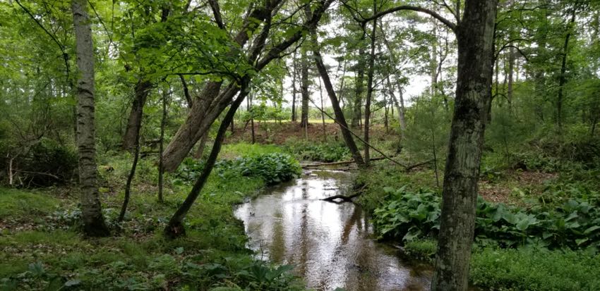 Opening Up the Streambank