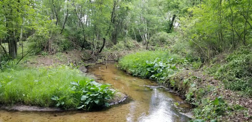 Watson Pond Cutting Brush